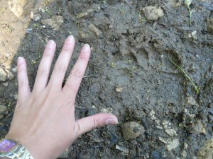 impronte orso (3)