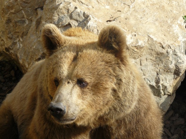 orso (4)